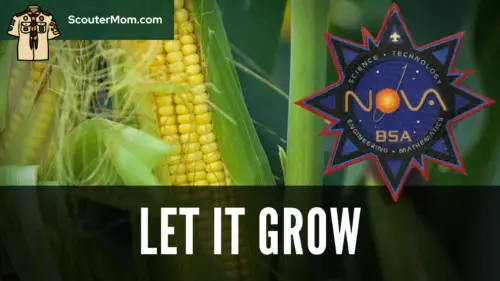 Let It Grow Scouts BSA Nova Award (Food and Agriculture Science ...