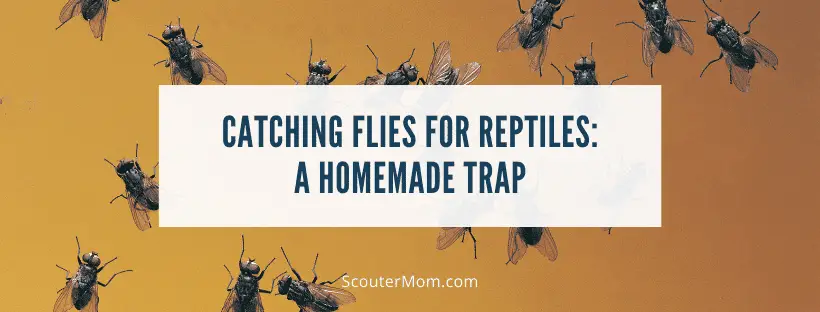 Catching Flies for Reptiles A Homemade Trap