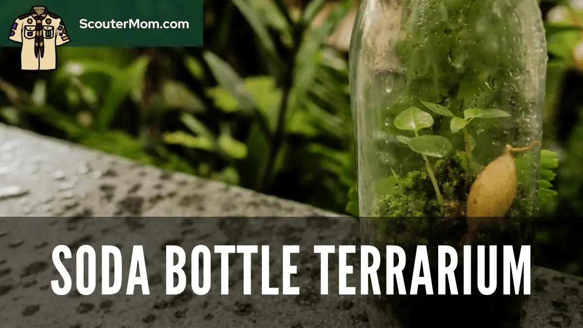Soda Bottle Terrarium