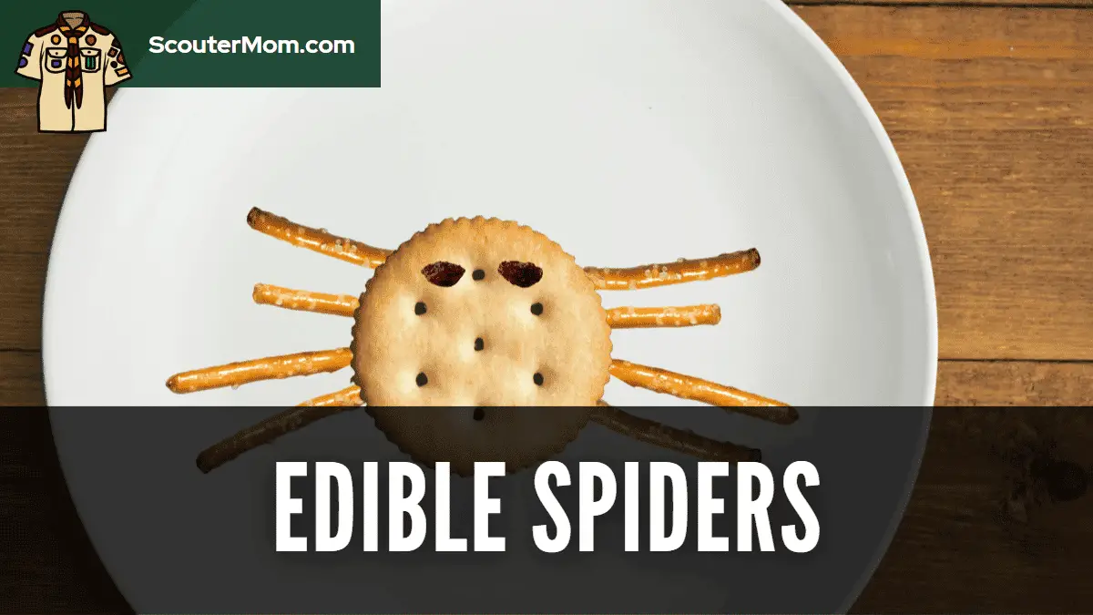 spider dishes