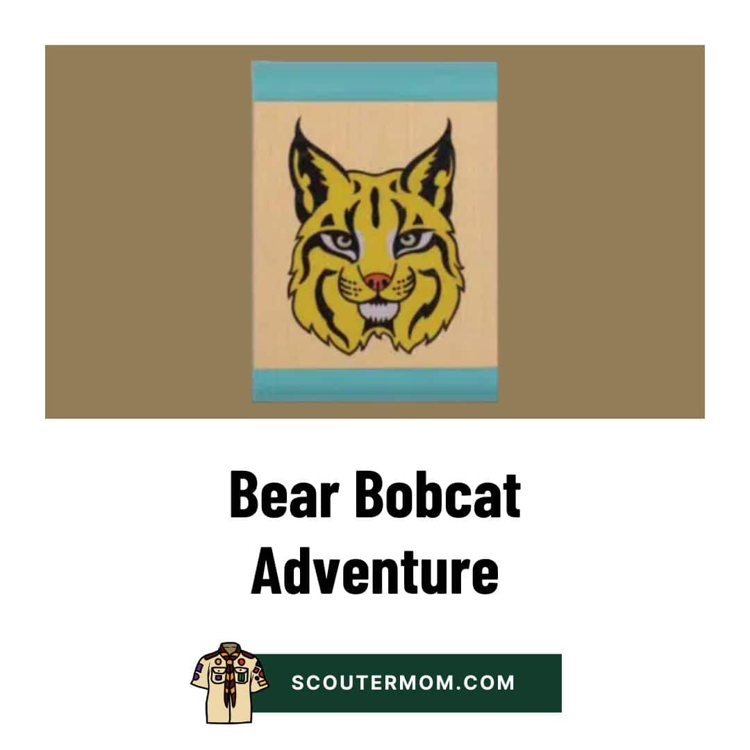 Bear Bobcat Adventure